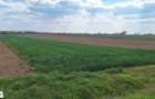 Teren intravilan 7km de la Satu Mare - 1