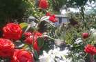 Camping de vanzare in inima deltei la cri?an - 8