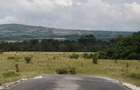 Plantatie Alun 2,9 ha - 9