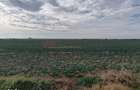 Ferma Agricola 1.350 HA Grad de Comasare 9697%, Jude?ul Arad - 1
