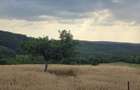 Teren Extravilan 9.528mp/ Varciorog -Bihor / 30 km de Oradea - 3