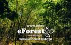 Loturi de casa intre 2 paduri, cu intrare din DN, eForest, dupa Buftea - 2
