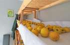 MICRO-FERMA + CASA IN VOIVOZI - BIHOR - 16