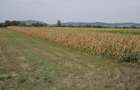 Teren intravilan 2.900 mp la DN17, Uriu front 18,5 m, toate utilit