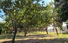 Teren intravilan 1.200+ mp | Livada & Acces privat 7m | Salcioara - Jurilovca - 1