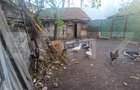 Casa de vanzare, 1360 mp teren, strada asfaltata, circulata, Centrul Vechi