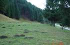 Vand teren superb cu poiana 1100 mp langa Cabana Plaiul Foii - 8