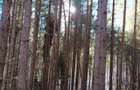De vanzare 2 Hectare de Padure Brad Douglas Duplex Oportunitate Unica - 11