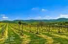 1,35 hectare vie pe rod (Cabernet si Merlot), Siria