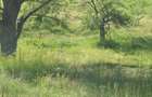 Teren vanzare 1,73 ha - 12