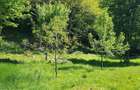 Teren Raul Mare - Retezat - 5