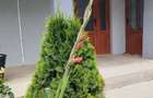 Casă cu 5 camere cu Teren 1100 Mp în Umbrărești - 2
