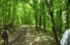 Padure 9 ha in Negresti - Vaslui - 7