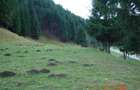Vand teren superb cu poiana 1100 mp langa Cabana Plaiul Foii - 5