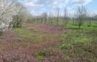 Teren Ciorogarla Magnoliei/Lacului 1606 mp 130.000 Euro