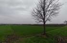 Teren 6000mp, 30 ml deschidere la DN 2H, Horodnic de Jos, Ra - 5