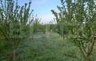 Teren intravilan, 4447 mp, 28 ml deschidere, Pielesti - 9