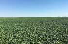 Vand teren agricol 103 ha compact in Judetul Timis