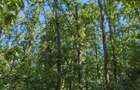 Padure de vanzare, 40.5 ha, zona Exterior Nord
