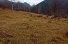 Teren de 10000 mp, în Lepșa - 5
