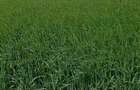 9.23hectare extravilan sendreni