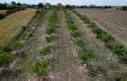 Vanzare teren 9654 mp, deschidere 27m, comuna Dobra, sat Dobra - 7