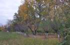 Teren de vanzare Dumbrava Minunata in Domnesti, Ilfov - 19