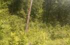 Teren extravilan, padure, 20.000mp2, Posesti Prahova - 1