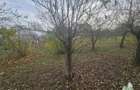 Loturi 500mp intre case langa Padurea Teghes - 1