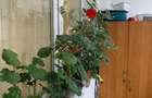 Apartament 2 camere plus bucatarie, renovat recent. – Dealul Florilor, Dej