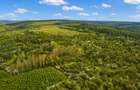 Teren 20 ha vestul Romaniei ideal plantatie aluni / livada - 3