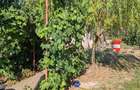 Casă cu 4 camere cu Teren 10000 Mp în Bârca - 1