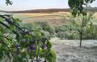 Teren Intravilan - ?pring, jud. Alba - 3