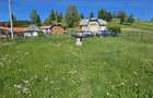 De vanzare Teren intravilan cu casa si anexe in Bucovina Moldova Sulita - 9