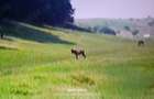 Vand padure in loc. Vulpeni jud Olt - 3