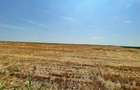 Vand 103 Ha Teren Agricol compact in Judetul Timis - 1
