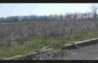 Teren 5300mp Teis DB 17 Euro Mp Sau parcelat - 1