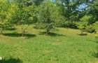 Casa cu 2 camere, teren 3000 mp, padure - 10