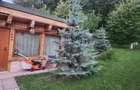 Casa rustica cu 3 camere in zona Sararie - 6