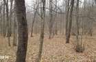 Padure 9 ha. Negresti - Vaslui
