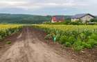 Tere intravilan - Valea Lupului - 1