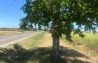 Vand teren in zona industriala, Santandrei, 23.500 mp - 3