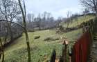 Teren intravilan Valea Doftanei - Malul Negrasului - 3