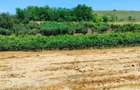 Vand casa si teren sat Canlia - 3