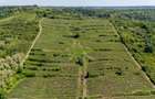 Crama premium de VANZARE -60 HA- CONAC ISTORIC- Podgoria Dragasani - 6
