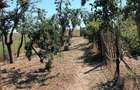 Gospodărie completă: Casă cărămidă, curte, livadă + Teren intravilan inclus - 14