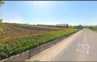 Vand teren intravilan 6.000 mp, deschidere 42m la DJ 282 Halceni, Com. Sipote, Iasi