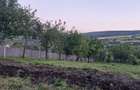 Teren Tomesti-Chicerea Urgent - 9