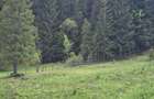 Vand teren Neagra Sarului - 5