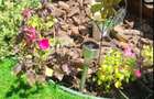 Apartament 2 camere - curte proprie - petfriendly - 5